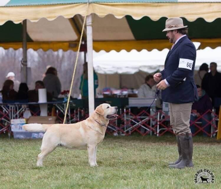 Breeder Tom Smith with a Labrador Retriever.