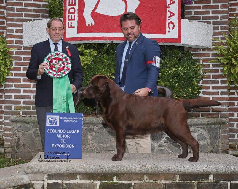 Breeder Tom Smith with a Labrador Retriever.