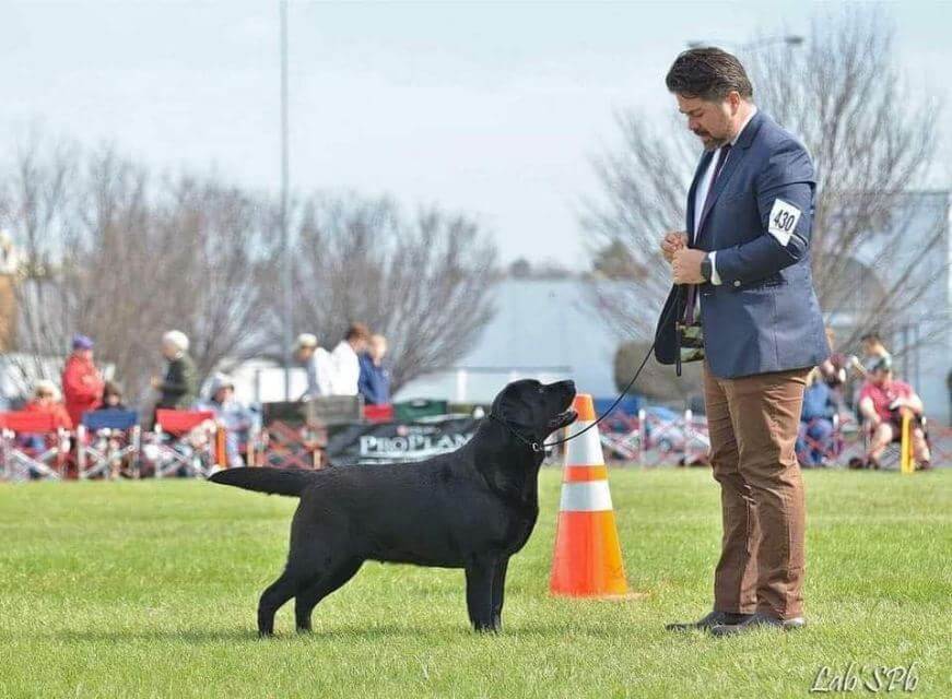 Breeder Tom Smith with a Labrador Retriever.