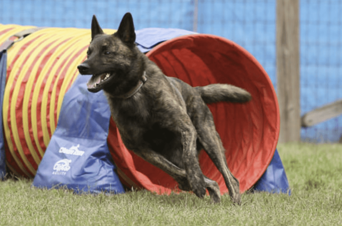 The Short-hair Dutch Shepherd