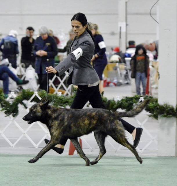The Short-hair Dutch Shepherd