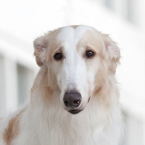 Close-up head photo of a Borzoi.