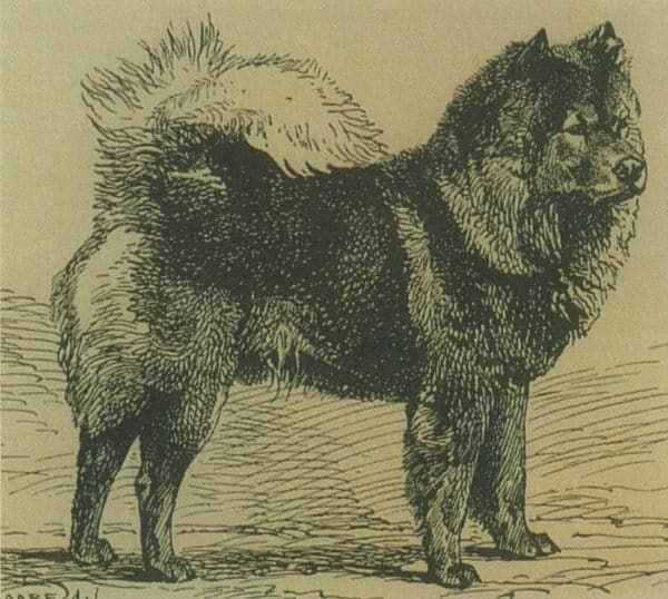 CH Chow VIII, upon which the first Standard was based on around 1890; less than 40 lbs. and unapproachable. Owner: Mrs. Faber