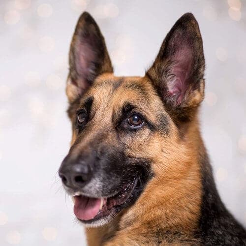 Close-up photo of a German Shepherd Dog.