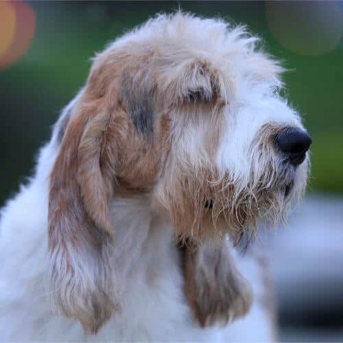 Closeu-up head photo of a Grand Basset Griffon Vendéen.