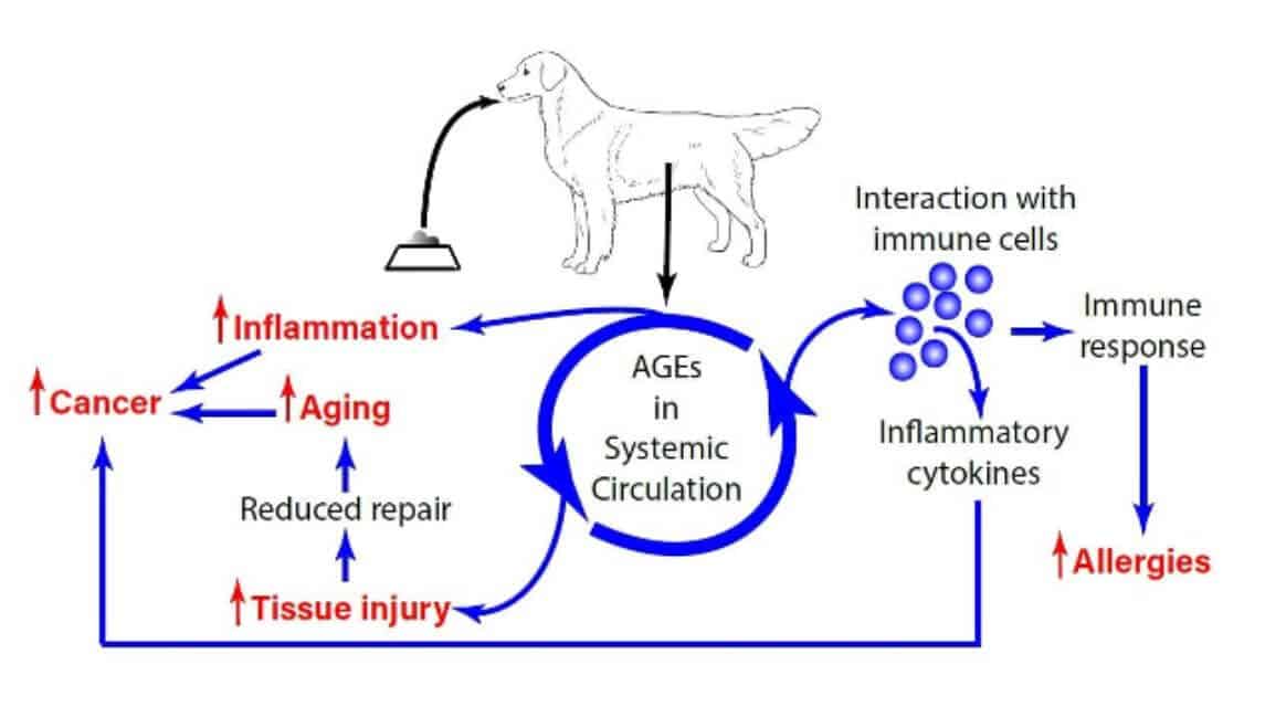 Figure 1. In dogs, AGEs create a state of chronic systemic inflammation. Increased levels of AGEs are seen in cancer, aging, allergies, diabetes, osteoarthritis, and a variety of other chronic diseases.