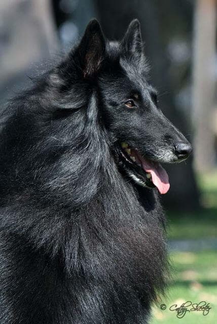 Close-up side profile of a Belgian Sheepdog