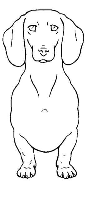 Dachshund