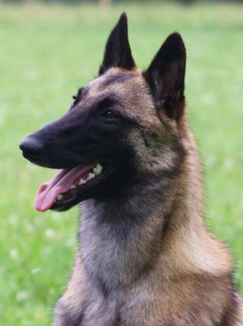 Belgian Malinois