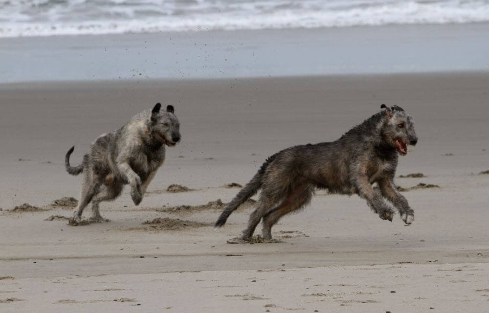 Irish Wolfhound