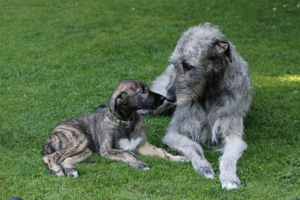 Irish Wolfhound