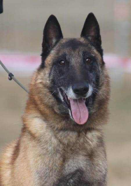 Belgian Malinois