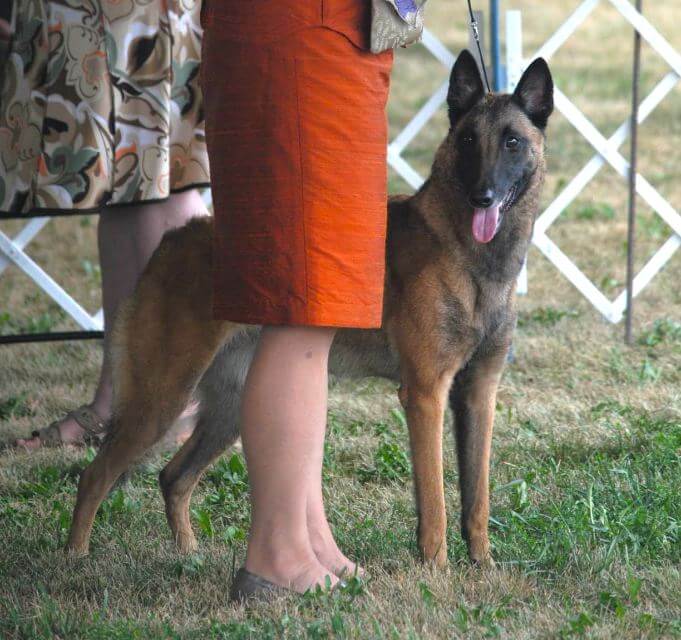 Belgian Malinois