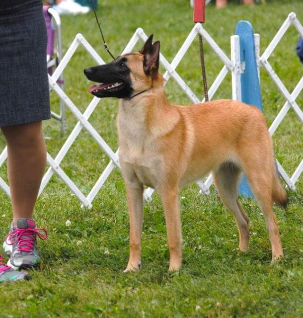 Belgian Malinois