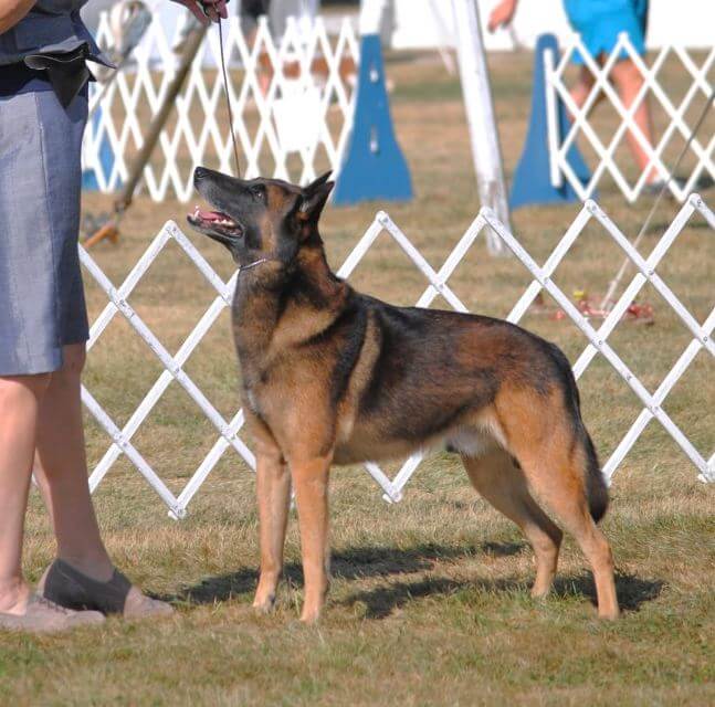 Belgian Malinois