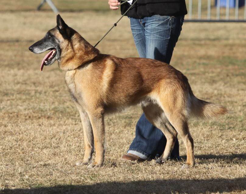 Belgian Malinois
