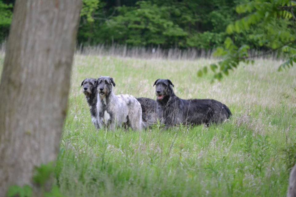 Irish Wolfhound