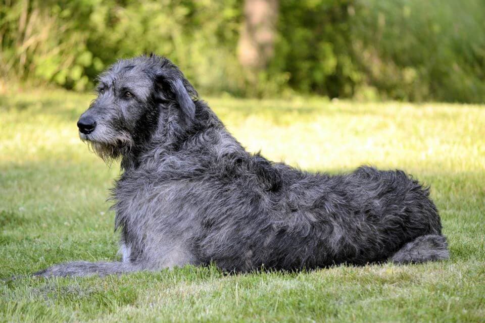 Irish Wolfhound