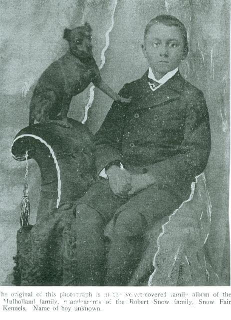Miniature Pinscher