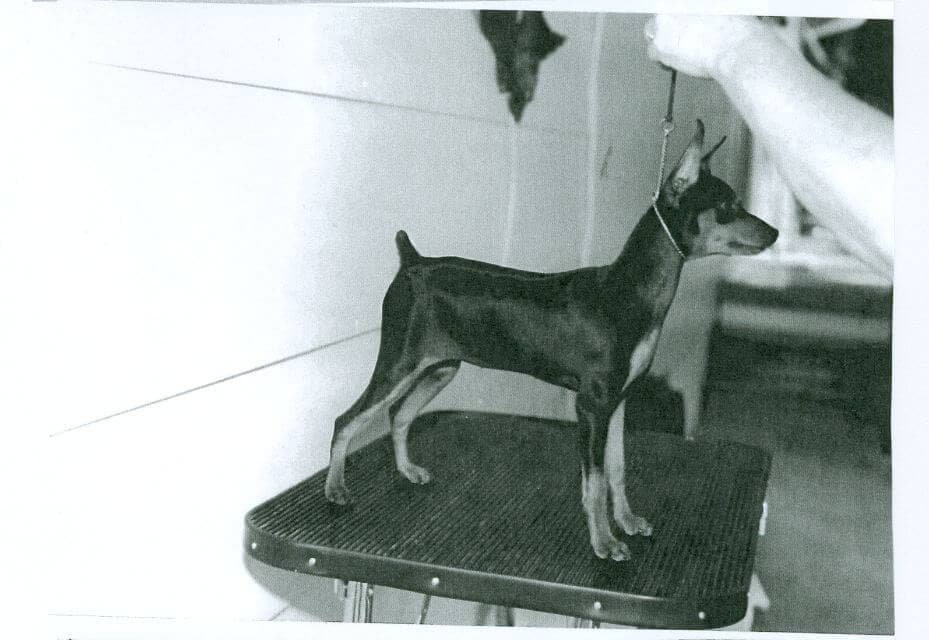 Miniature Pinscher