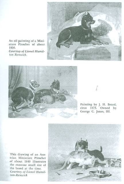 Miniature Pinscher