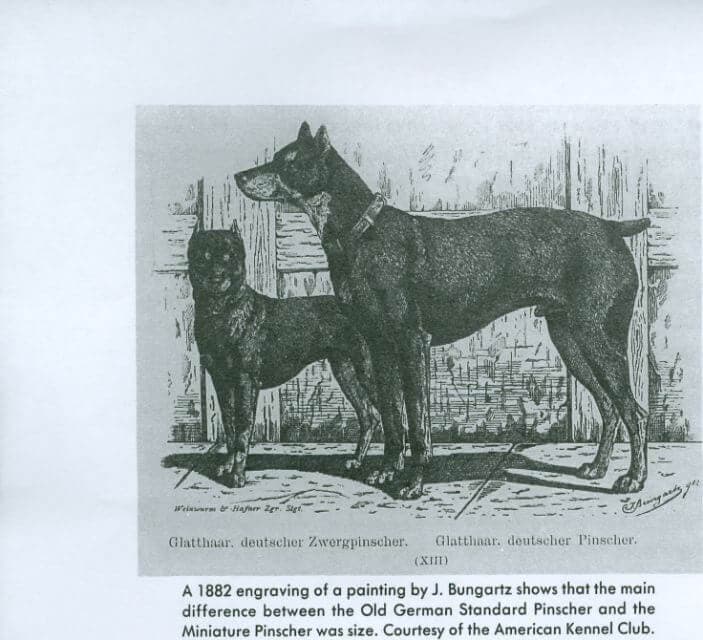Miniature Pinscher