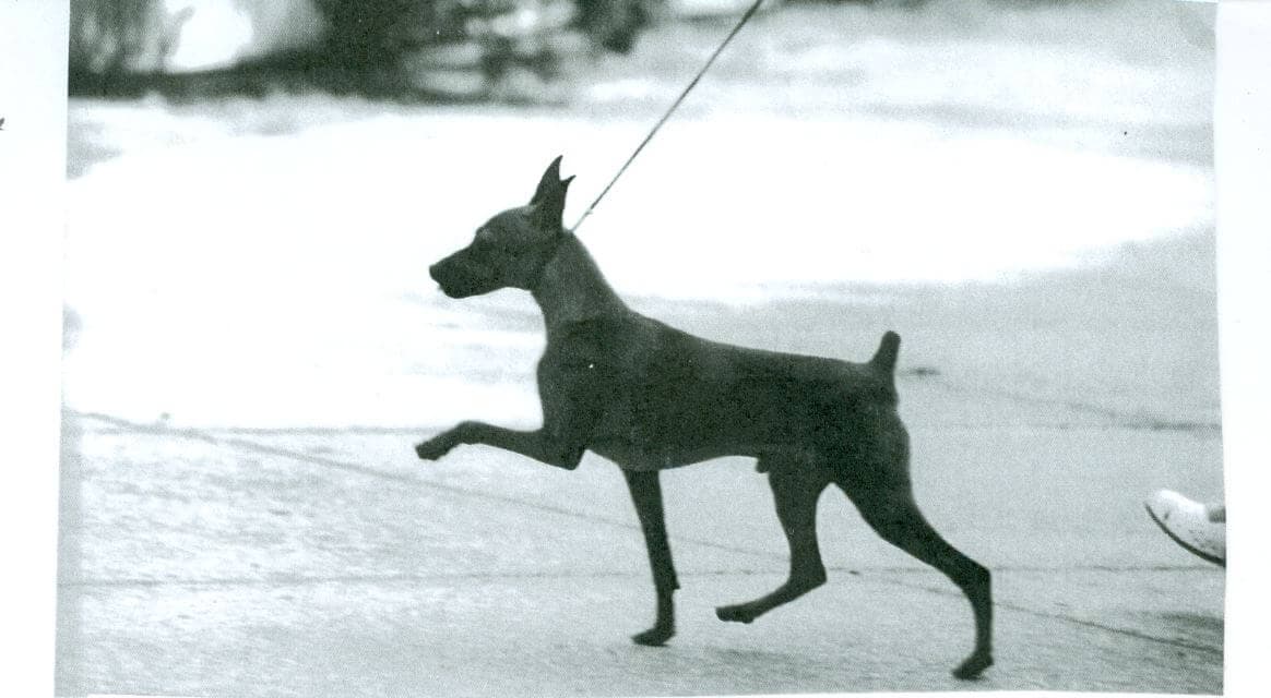 Miniature Pinscher