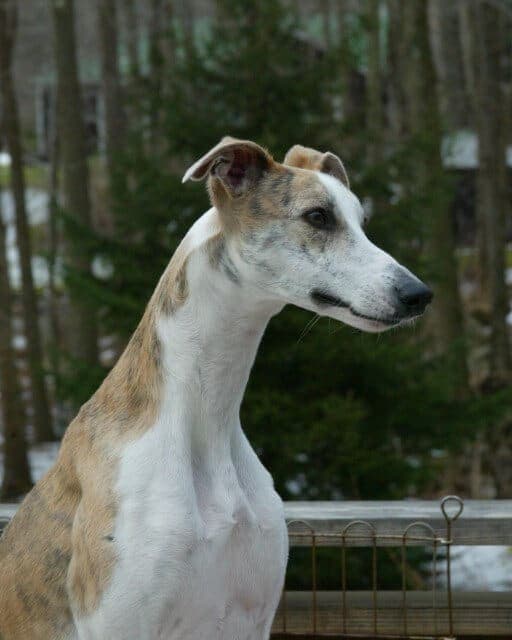 Close-up photo of a Whippet.