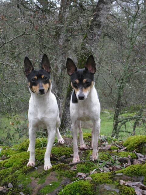 Toy Fox Terriers
