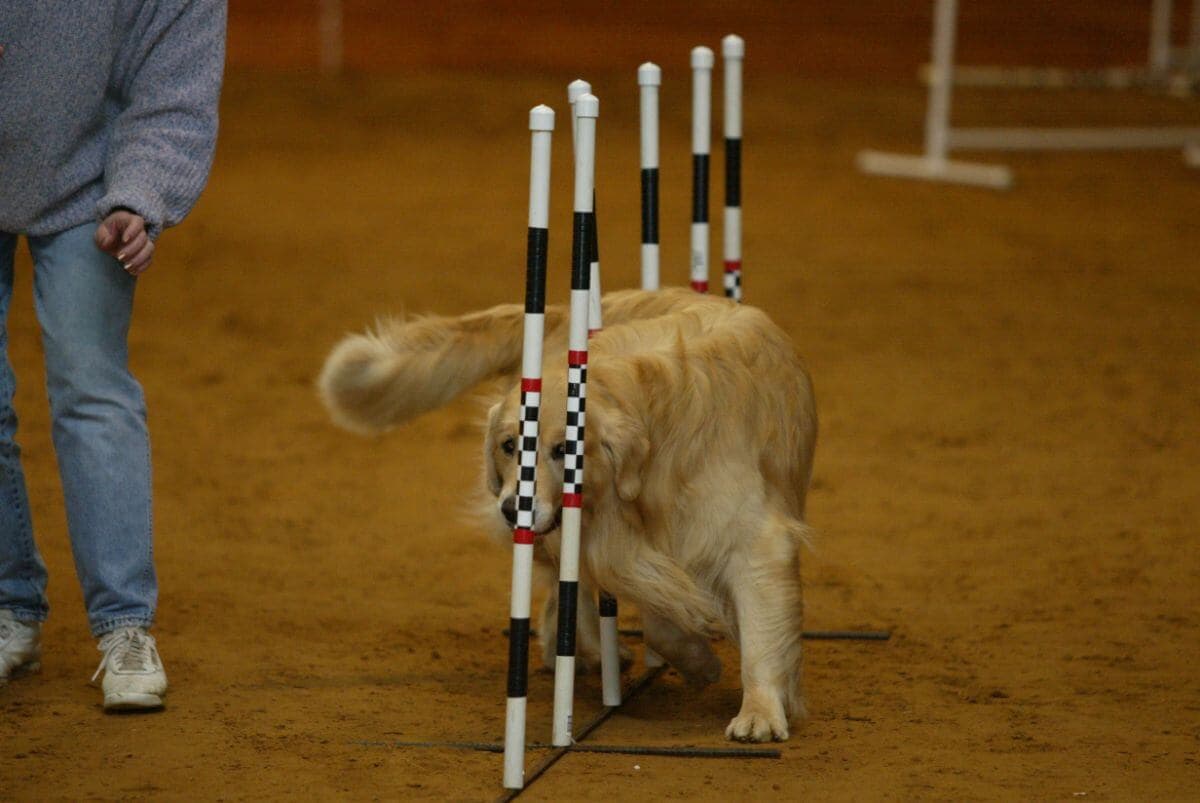 Golden Retriever in Agility.