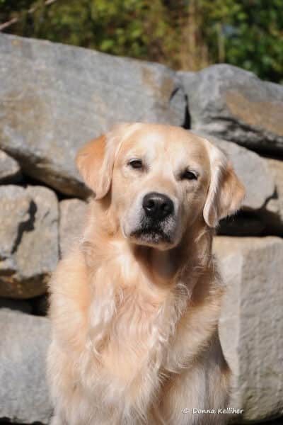 Close-up photo of a Golden Retriever with rocks in the background.