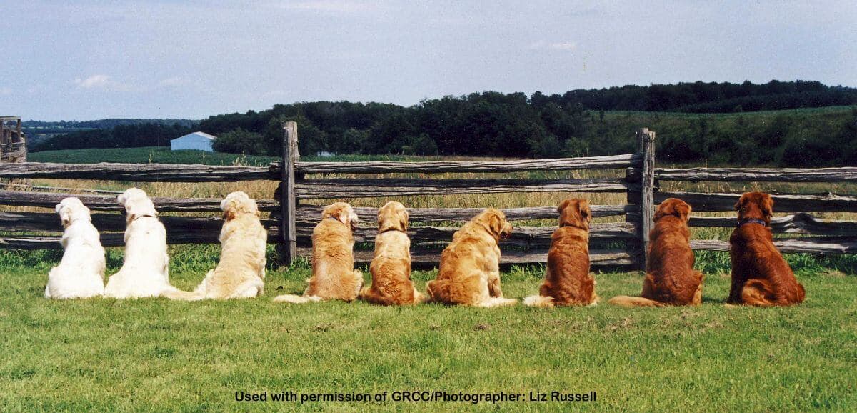 Nine Golden Retrievers are sitting by the wooden fence, all having a slightly different shade of golden.