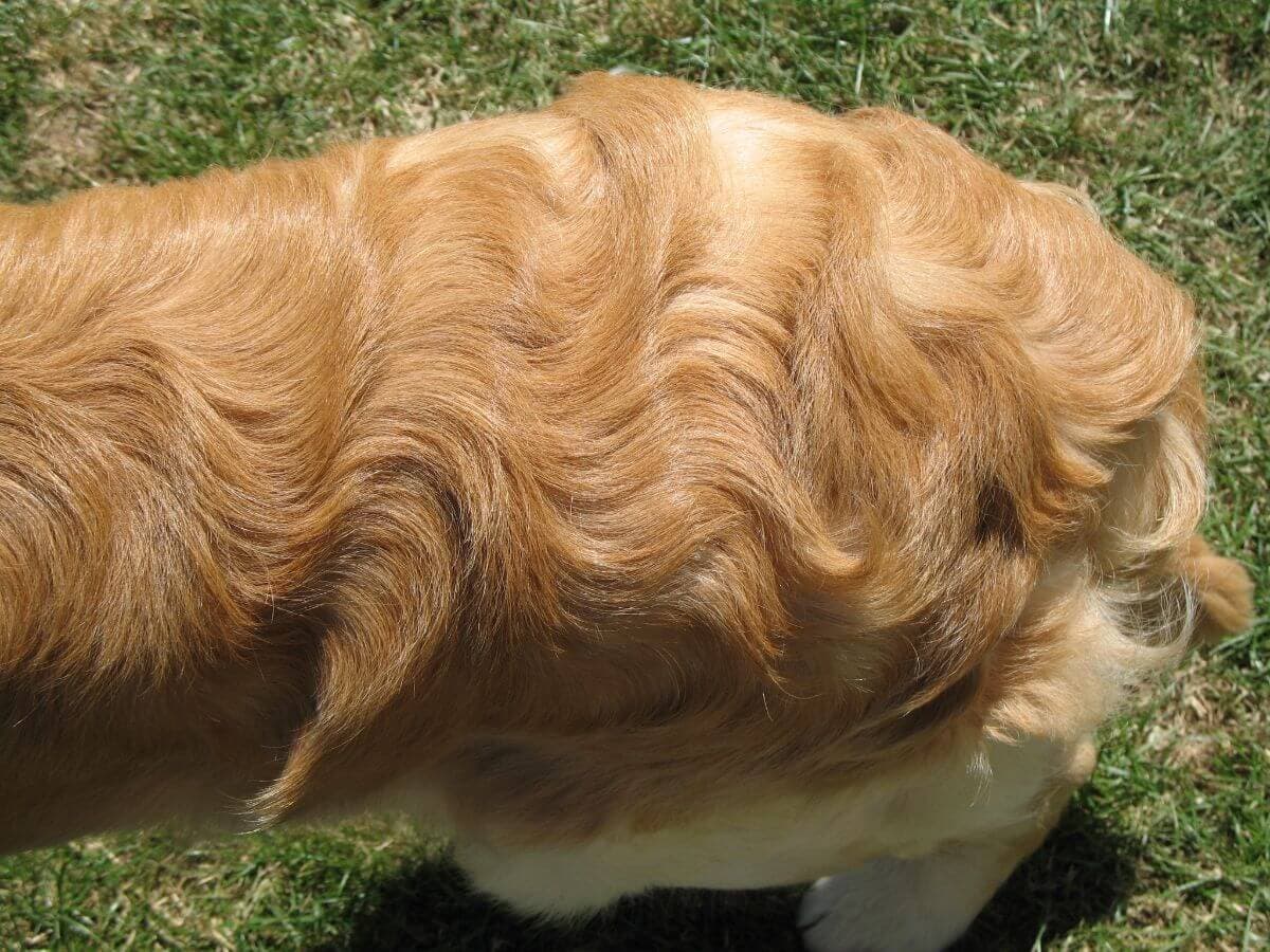 Close-up shot of Golden Retriever's wavy coa.