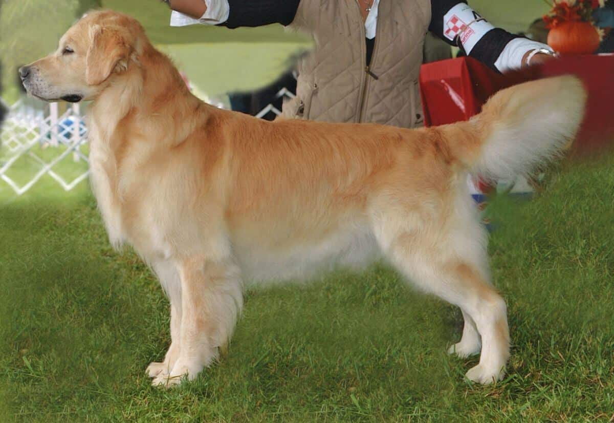 Golden Retriever stacked, at a dog show.