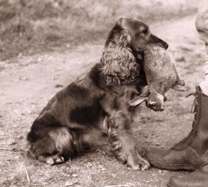Old photo of an English Cocker Spaniel holding a hare in its mouth.