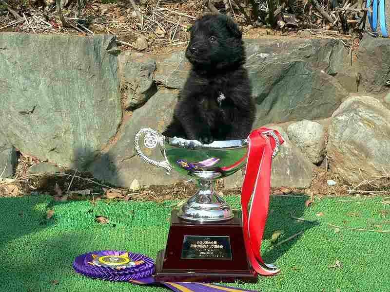Belgian Sheepdog puppy sitting in a cup.
