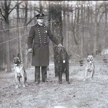 Old black and white photo of a policeman with three Belgian Sheepdogs