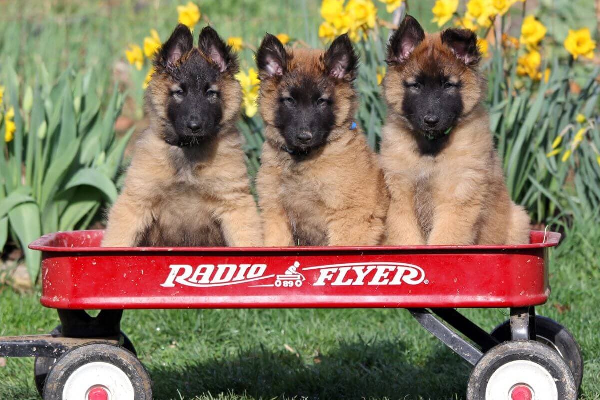 Three Belgian Tervuren puppies sitting in a red cart.
