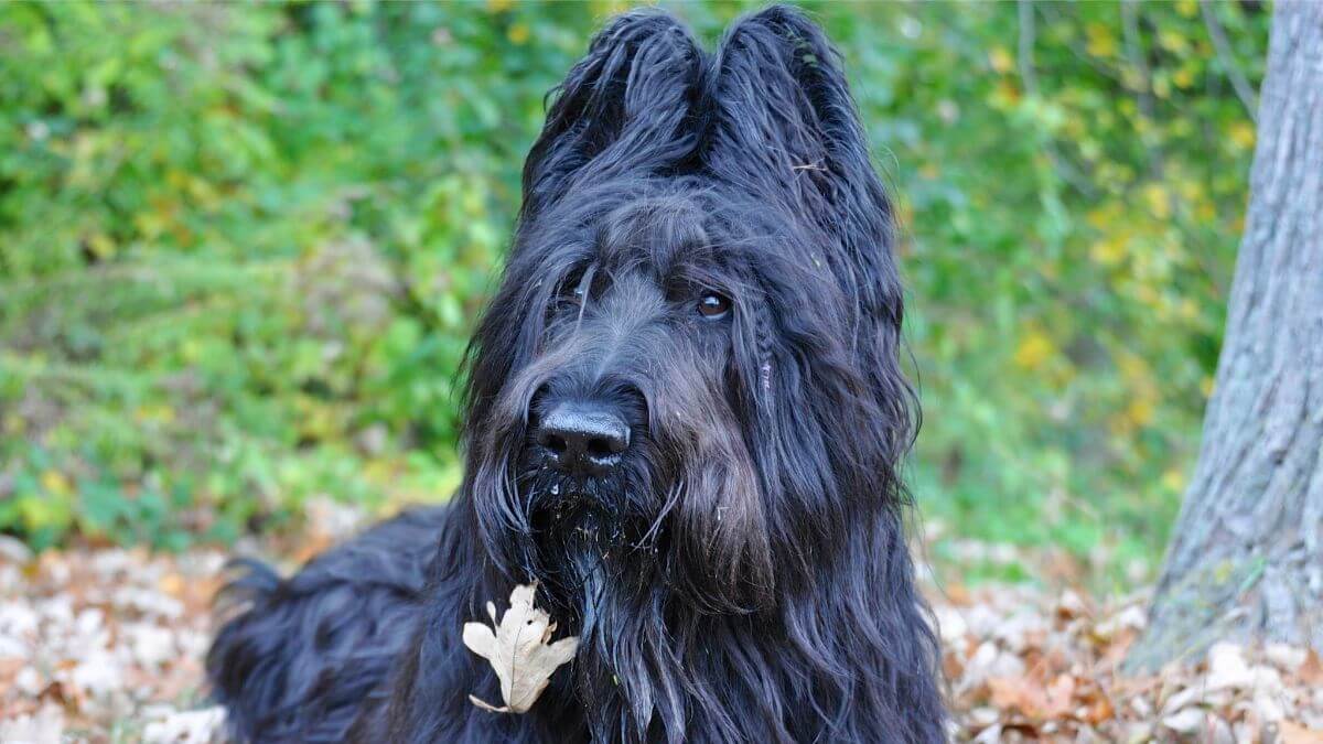 Close-up photo of a Briard sitting outside.
