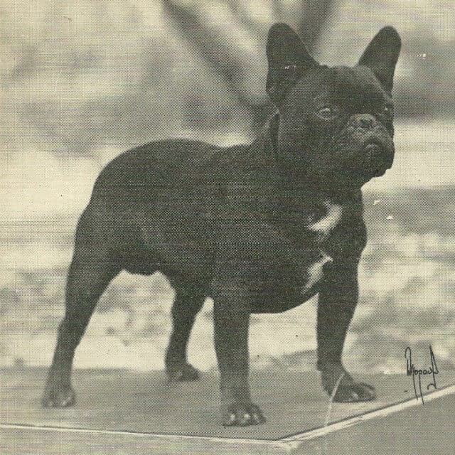 Old photo of a French Bulldog.