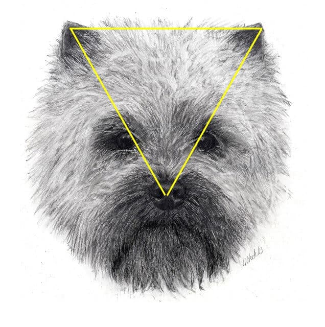 Figure 1. Ideal equilateral triangle of the Cairn head seen from direct front. The triangle is formed from the nose, through the eye positions, to the tips of the ears. (Source: CTCA Illustrated Standard available for sale through the CTCA website.)