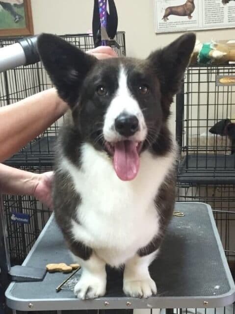 Cardigan Welsh Corgi on the table.