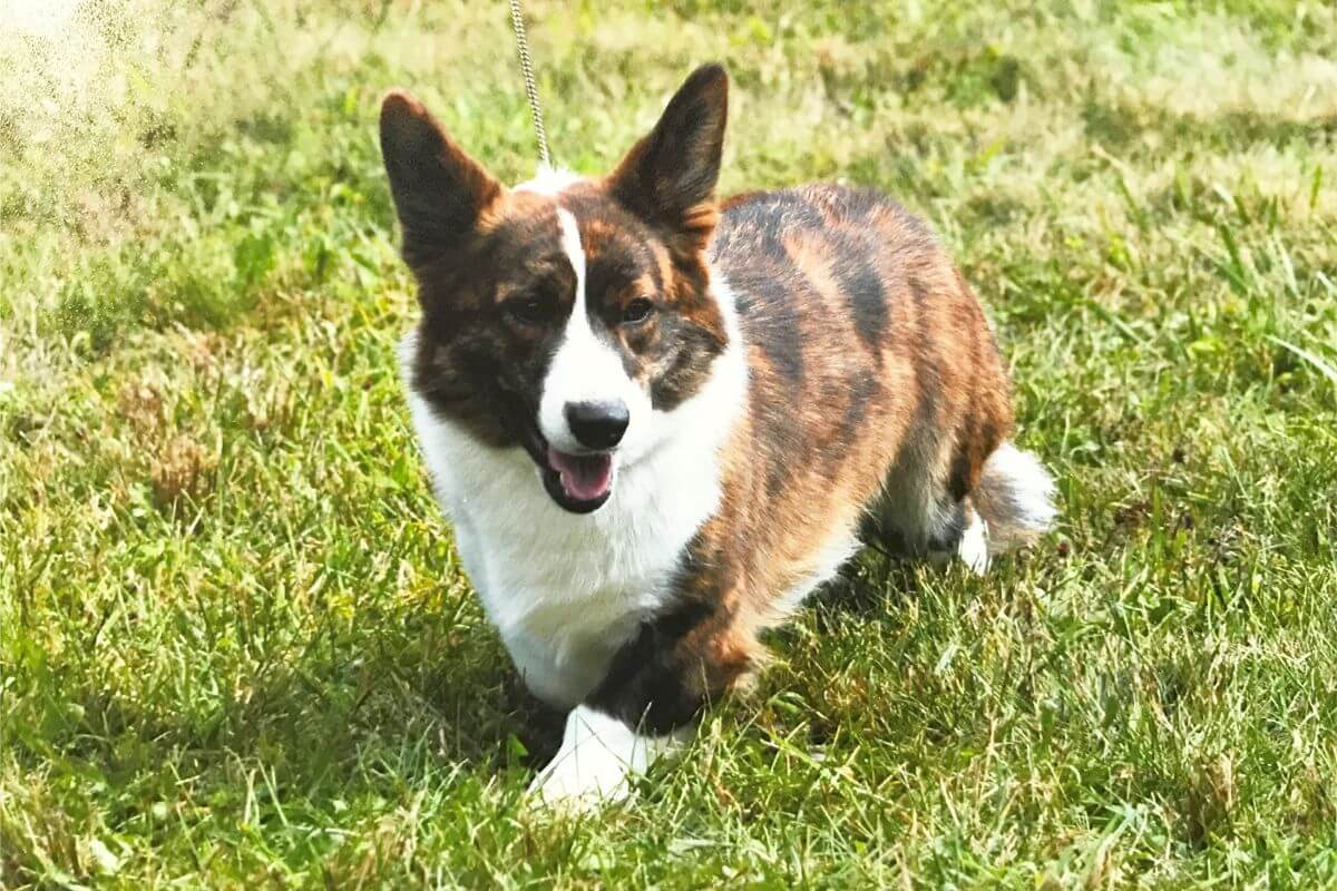 Cardigan Welsh Corgi walking outside in the yard.