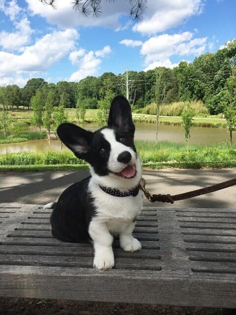 Cardigan Welsh Corgi sitting on a table, outside in the nature.