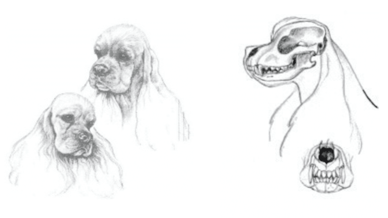 Judging the Cocker Spaniel