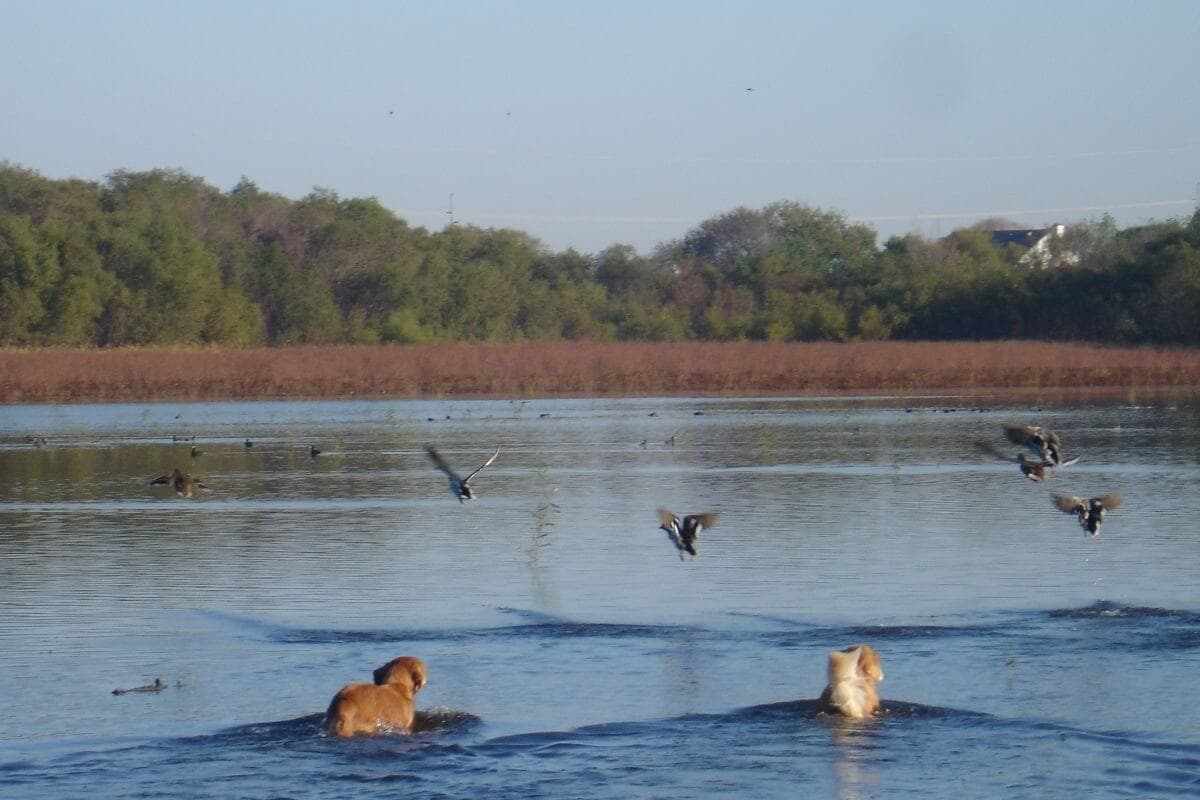 Golden Retrievers swimming and retrieving game.