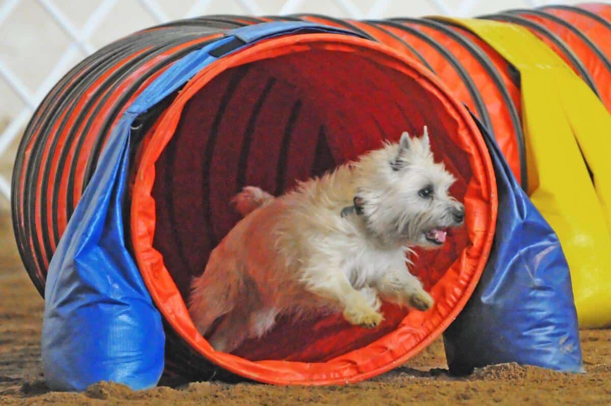 Cairns: All-Around Wonder Dogs!