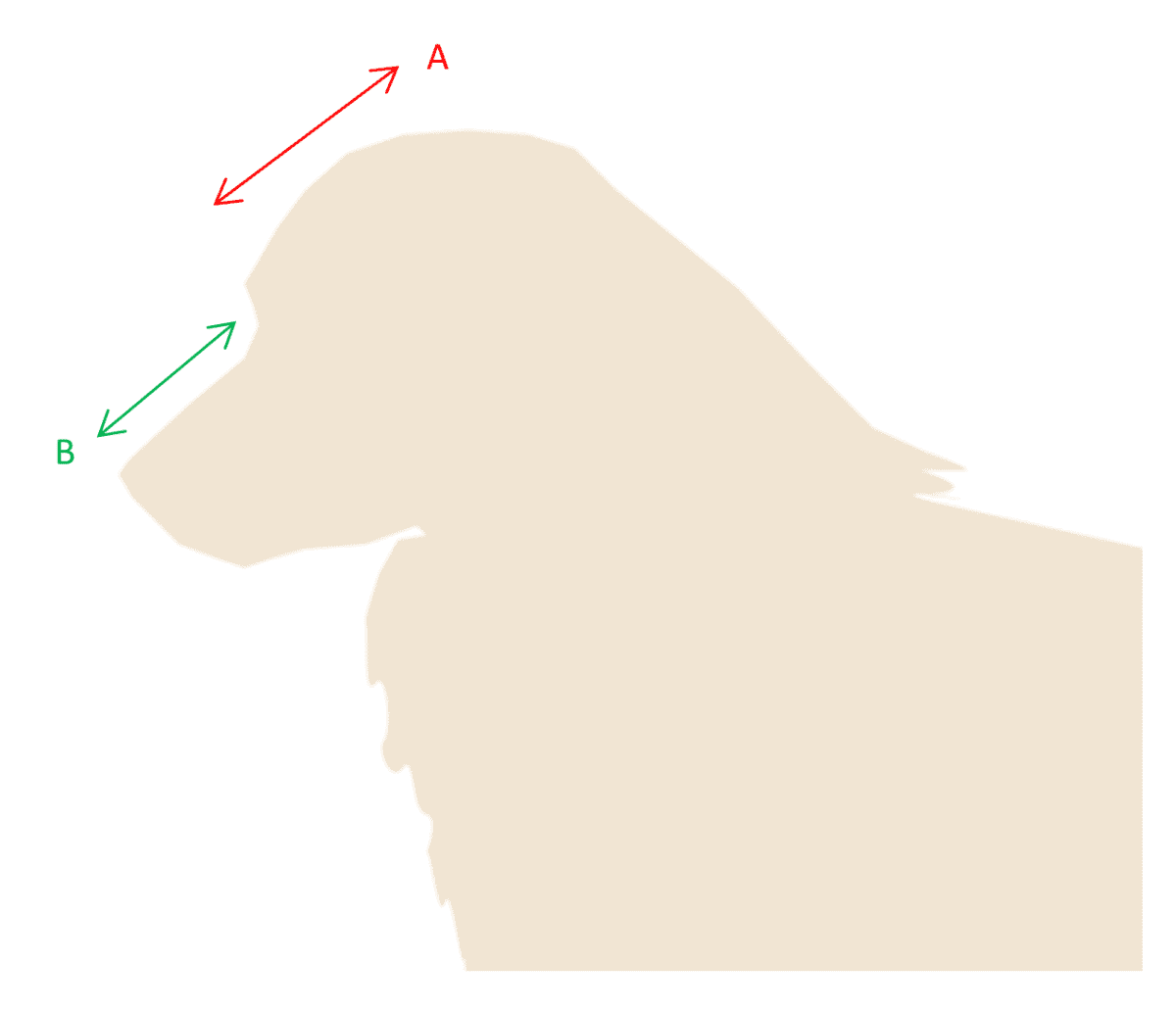 Figure 3: Line B is equal to or slightly shorter than Line A. Line A and Line B should ideally form parallel planes. The length and width of the topskull are also equal.