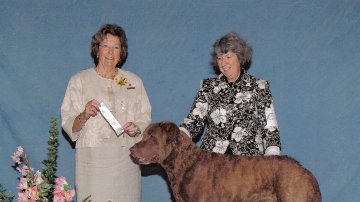 Judging the Chesapeake Bay Retriever