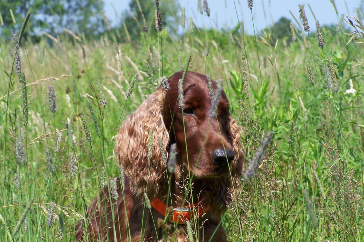 Irish Setter "DC/AFC Pompei’s Look Who’s Here SH RN" in the field.
